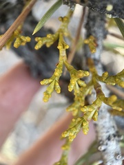 Arceuthobium divaricatum