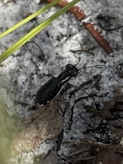 Cicindela scabrosa