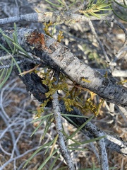 Arceuthobium divaricatum