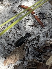 Cicindela scabrosa