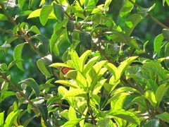 Danaus plexippus plexippus