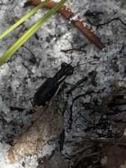 Cicindela scabrosa