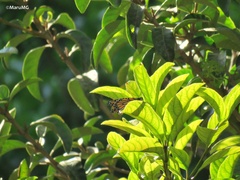 Danaus plexippus plexippus