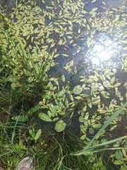 Potamogeton natans