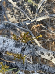 Arceuthobium divaricatum