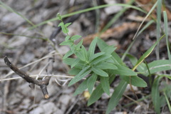 Hieracium virosum