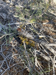 Arceuthobium divaricatum