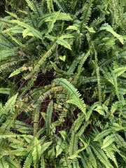 Nephrolepis flexuosa