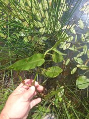 Potamogeton natans