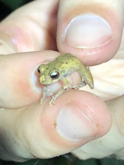 Pristimantis ockendeni