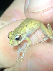 Pristimantis ockendeni