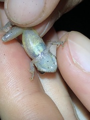 Pristimantis ockendeni