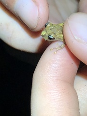 Pristimantis ockendeni