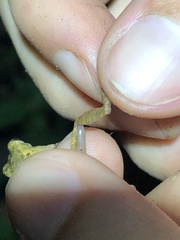 Pristimantis ockendeni