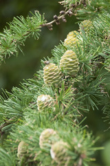 Larix kaempferi