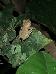 Pristimantis ockendeni