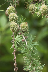 Larix kaempferi