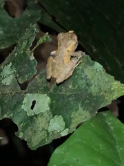 Pristimantis ockendeni