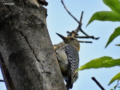 Melanerpes aurifrons