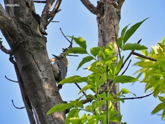 Melanerpes aurifrons