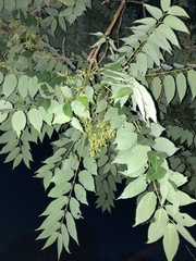 Ailanthus altissima