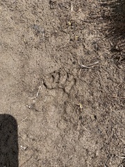 Marmota flaviventris