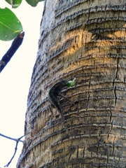 Sceloporus spinosus