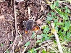 Lycaena standfussi