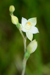 Thelymitra brevifolia