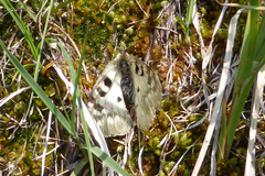 Parnassius phoebus