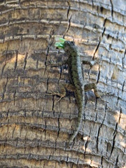 Sceloporus spinosus