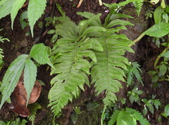 Hymenasplenium excisum