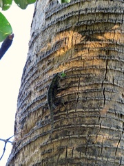 Sceloporus spinosus