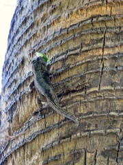 Sceloporus spinosus