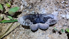 Brahmaea lunulata