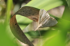 Phalaenostola metonalis