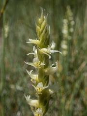 Spiranthes × stellata