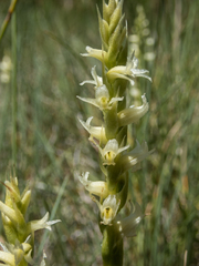 Spiranthes × stellata