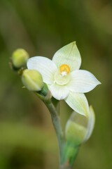 Thelymitra brevifolia