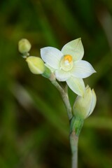 Thelymitra brevifolia
