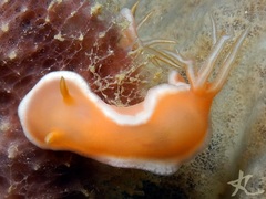 Hypselodoris rositoi
