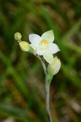 Thelymitra brevifolia