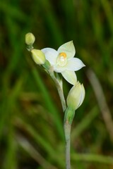 Thelymitra brevifolia