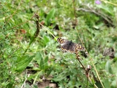Polycaena lua