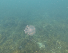 Pseudorhiza haeckeli