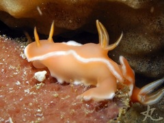 Hypselodoris rositoi