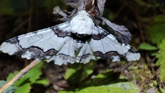 Biston regalis