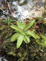 Pinguicula primuliflora