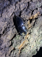Dorcus hopei hopei