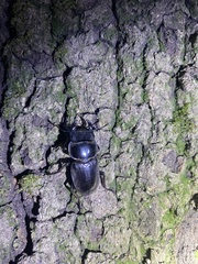 Dorcus hopei hopei